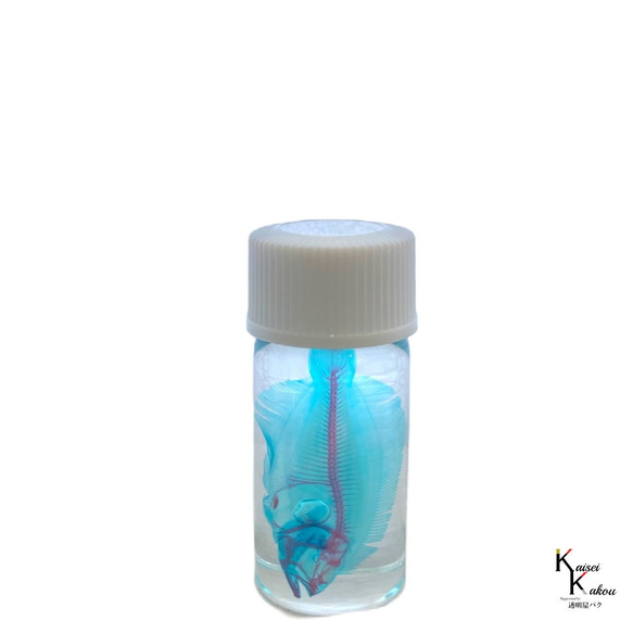 「透明標本　ヒラメ」 skelton スケルトン　クリア　透明瓶　グリセリン　解剖　昆虫　ネックレス　マグネット　シール 4枚目の画像