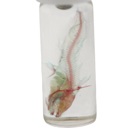 《透明標本貢嘴》骷髏骨架透明透明瓶甘油解剖昆蟲項鍊磁鐵海 第2張的照片