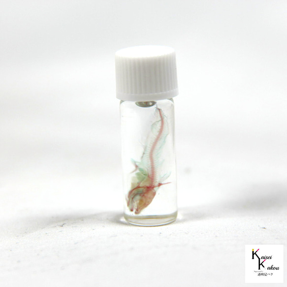 《透明標本貢嘴》骷髏骨架透明透明瓶甘油解剖昆蟲項鍊磁鐵海 第4張的照片