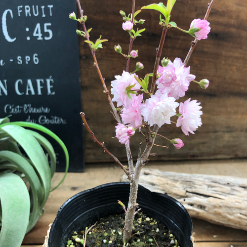 ニワザクラ♡庭桜♡春の訪れを♡可愛い桜♡八重咲き