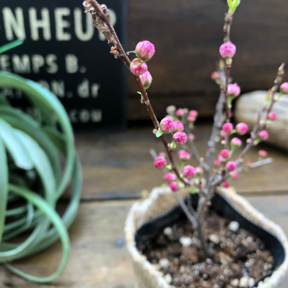 ニワザクラ♡庭桜♡春の訪れを♡可愛い桜♡八重咲き♡ガーデニング♡ 2枚目の画像