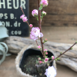 ニワザクラ♡庭桜♡春の訪れを♡可愛い桜♡八重咲き♡ガーデニング♡ 8枚目の画像