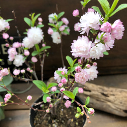 ニワザクラ♡庭桜♡春の訪れを♡可愛い桜♡八重咲き♡ガーデニング♡ 4枚目の画像