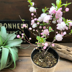 ニワザクラ♡庭桜♡春の訪れを♡可愛い桜♡八重咲き♡ガーデニング♡ 7枚目の画像