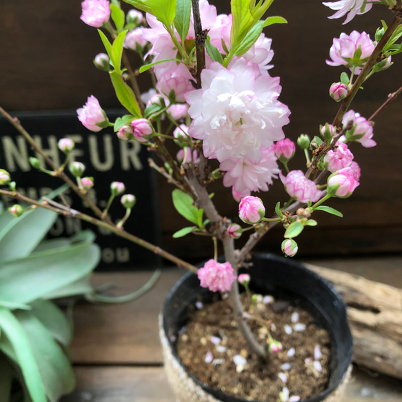 ニワザクラ♡庭桜♡春の訪れを♡可愛い桜♡八重咲き♡ガーデニング♡ 1枚目の画像