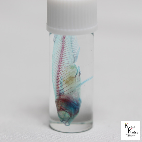 【透明標本青鱂項鍊銀】青鱂骨架透明瓶甘油解剖蟲網 第7張的照片