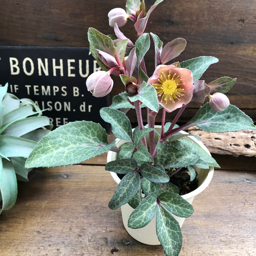 アンティークピンク♡リビダス♡クリスマスローズ♡原種 アート