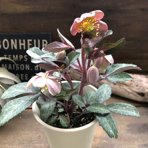 アンティークピンク♡リビダス♡クリスマスローズ♡原種 アート