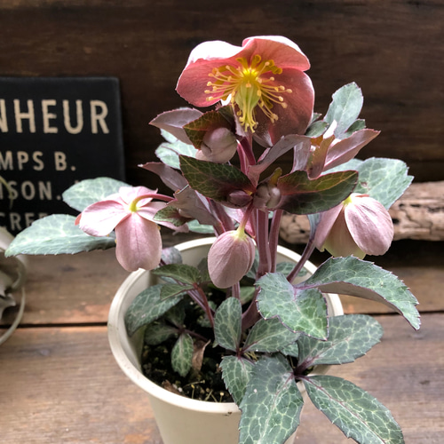 アンティークピンク♡リビダス♡クリスマスローズ♡原種 アート