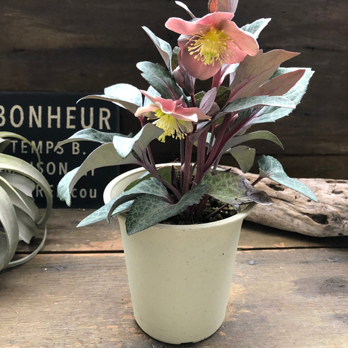 アンティークピンク♡リビダス♡クリスマスローズ♡原種 アート