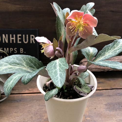 アンティークピンク♡リビダス♡クリスマスローズ♡原種 アート