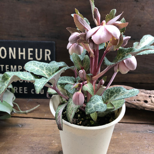 アンティークピンク♡リビダス♡クリスマスローズ♡原種 アート