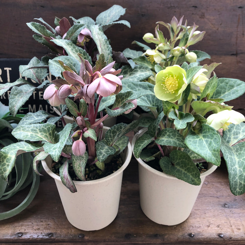 アンティークピンク♡リビダス♡クリスマスローズ♡原種 アート