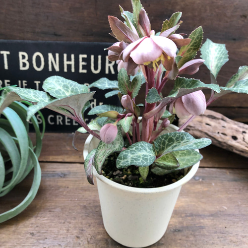 アンティークピンク♡リビダス♡クリスマスローズ♡原種 アート