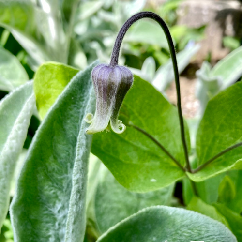 原種立木性壺型クレマチス50粒 多肉植物 植花夢 通販 17230785｜Creema