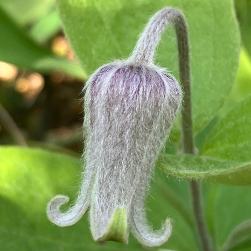 原種立木性壺型クレマチス50粒 多肉植物 植花夢 通販 17230785｜Creema