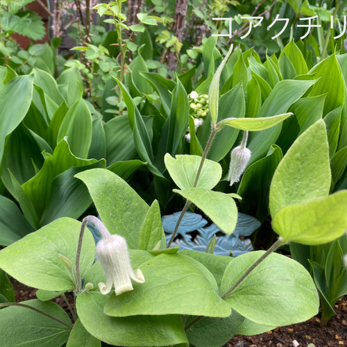 原種立木性壺型クレマチス50粒 多肉植物 植花夢 通販 17230785｜Creema