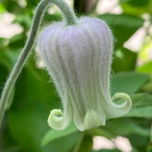 原種立木性壺型クレマチス50粒 多肉植物 植花夢 通販 17230785｜Creema