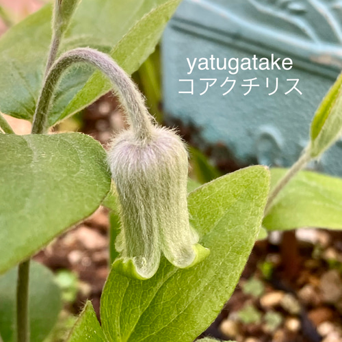 原種立木性壺型クレマチス50粒 多肉植物 植花夢 通販 17230785｜Creema