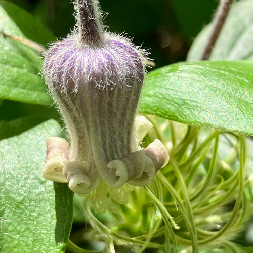 原種壺型クレマチス6年生苗 原種立木性壺型クレマチス50粒 多肉