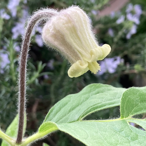 原種立木性壺型クレマチス50粒 多肉植物 植花夢 通販 17230785｜Creema