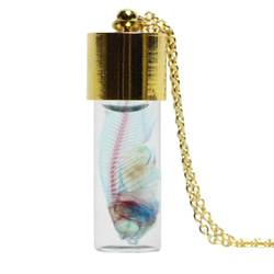【透明標本青鱂項鍊金色】青鱂骨架透明透明瓶甘油解剖蟲網 第2張的照片
