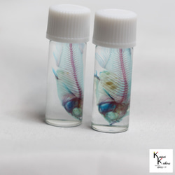【透明標本青鱂項鍊金色】青鱂骨架透明透明瓶甘油解剖蟲網 第6張的照片