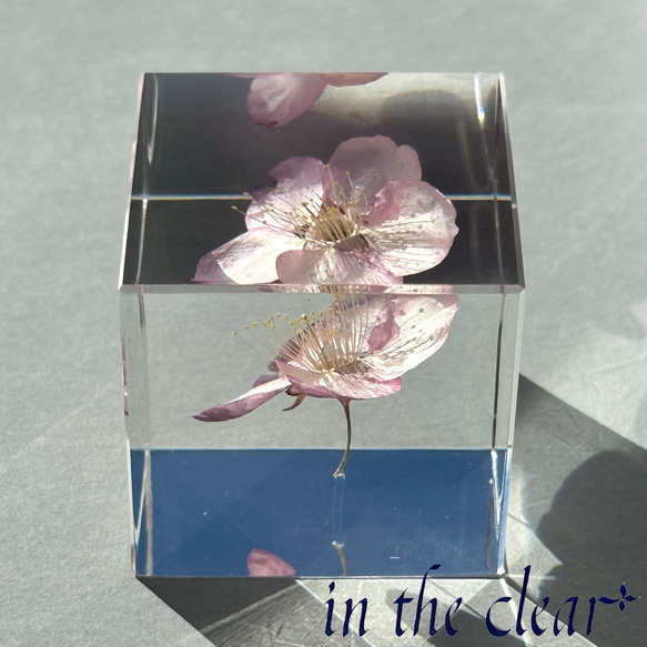 植物標本　桜　ピンク　４センチキューブ 3枚目の画像