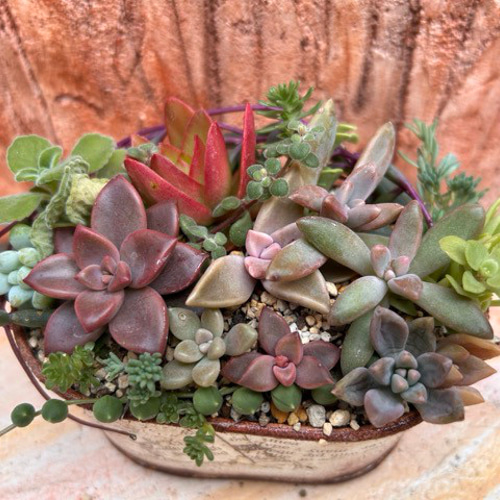 寄せ植え(ミニ）スタート編 多肉植物 その他インテリア雑貨 虎っぺ