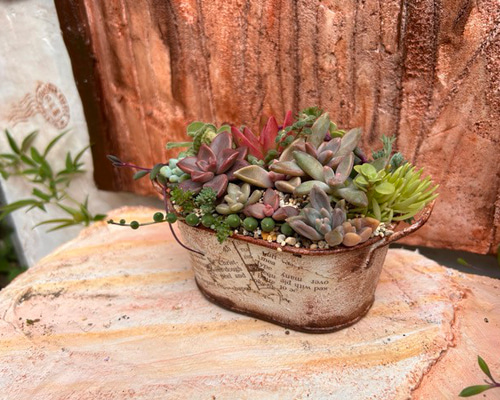 寄せ植え(ミニ）スタート編 多肉植物 その他インテリア雑貨 虎っぺ