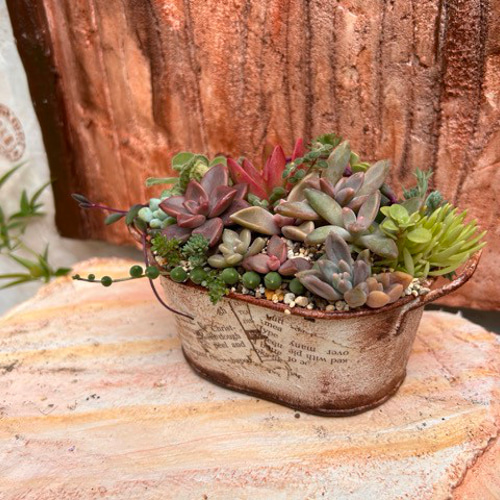 ★多肉植物　寄せ植え〜手作り木製カート寄せ〜★ 木の器で彩る多肉植物の寄せ植え