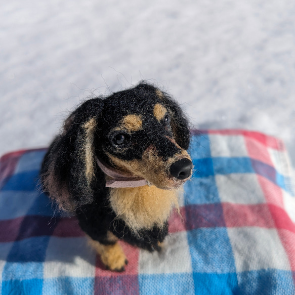 【あたち】【13cm/鼻先からお尻】羊毛フェルト犬　ダックス　ブラタン　 1枚目の画像