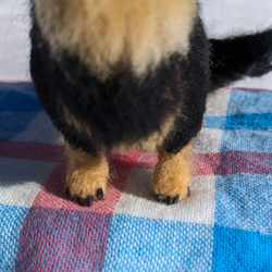 【あたち】【13cm/鼻先からお尻】羊毛フェルト犬　ダックス　ブラタン　 7枚目の画像