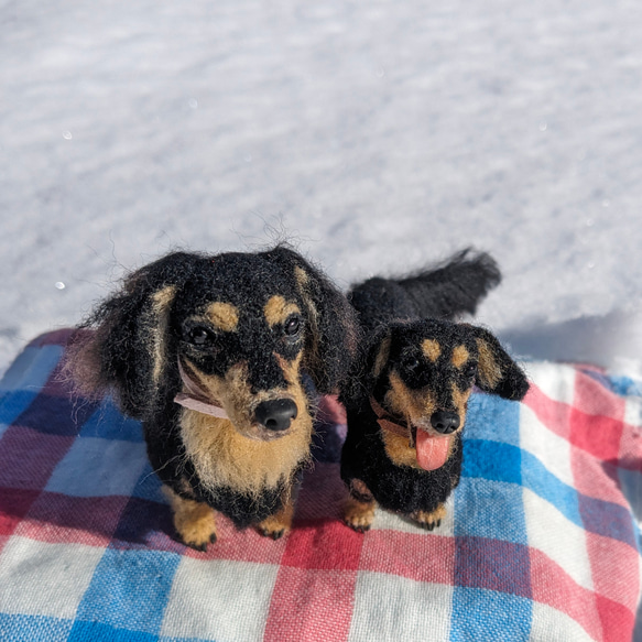 【あたち】【13cm/鼻先からお尻】羊毛フェルト犬　ダックス　ブラタン　 10枚目の画像