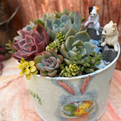 お正月飾り 店舗 玄関 お年賀 プレゼント 寄せ植え 多肉植物 虎っぺ