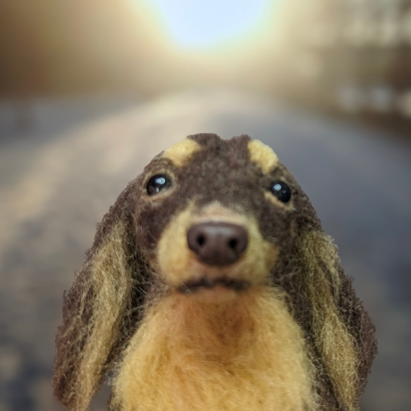 【渋いチョコタン】【13cm/鼻先からお尻】ダックス　羊毛フェルト犬 11枚目の画像