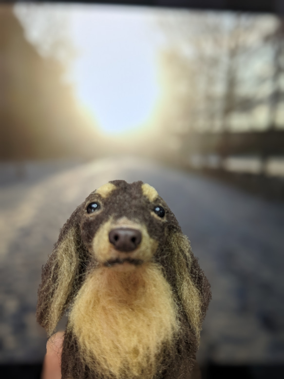【渋いチョコタン】【13cm/鼻先からお尻】ダックス　羊毛フェルト犬 15枚目の画像