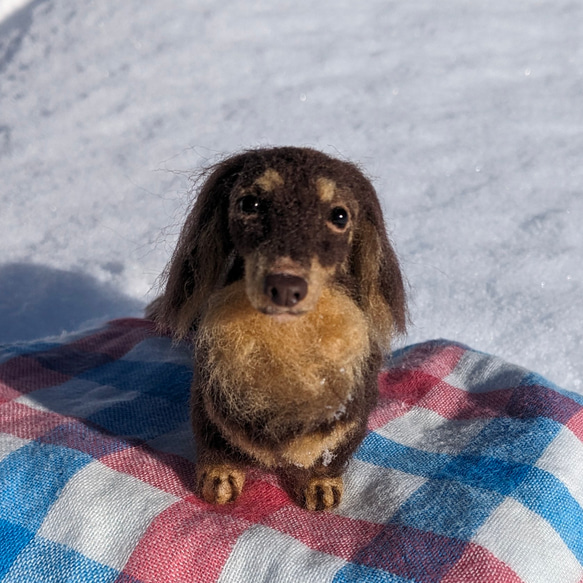 【渋いチョコタン】【13cm/鼻先からお尻】ダックス　羊毛フェルト犬 1枚目の画像