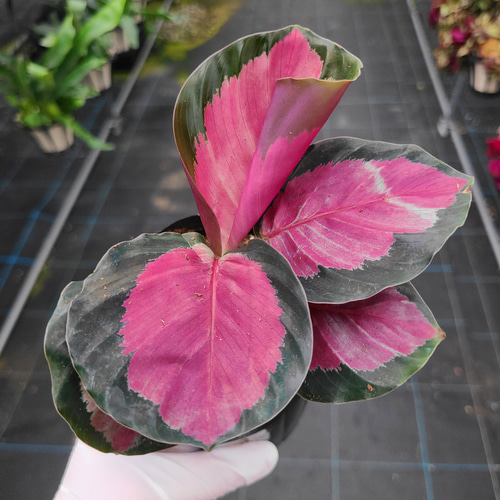 カラテアロゼオピクタ（サンプル） カラテアロゼオピクタロジー 観葉植物 その他置物 グリーンハウス 通販