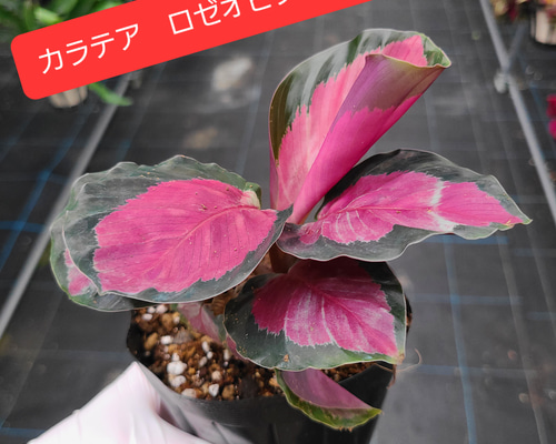 カラテアロゼオピクタロジー 観葉植物 その他置物 グリーンハウス 通販