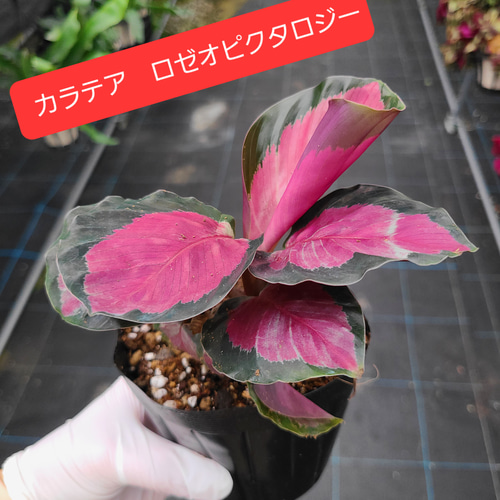 カラテアロゼオピクタロジー 観葉植物 その他置物 グリーンハウス 通販