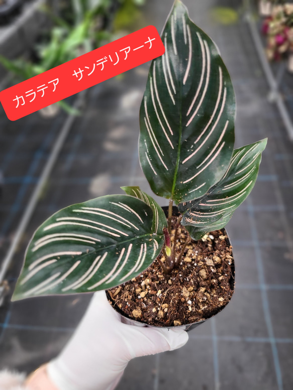 カラテア　サンデリアーナ　観葉植物 1枚目の画像