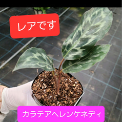 レア！カラテア　ヘレンケネディー　観葉植物 1枚目の画像