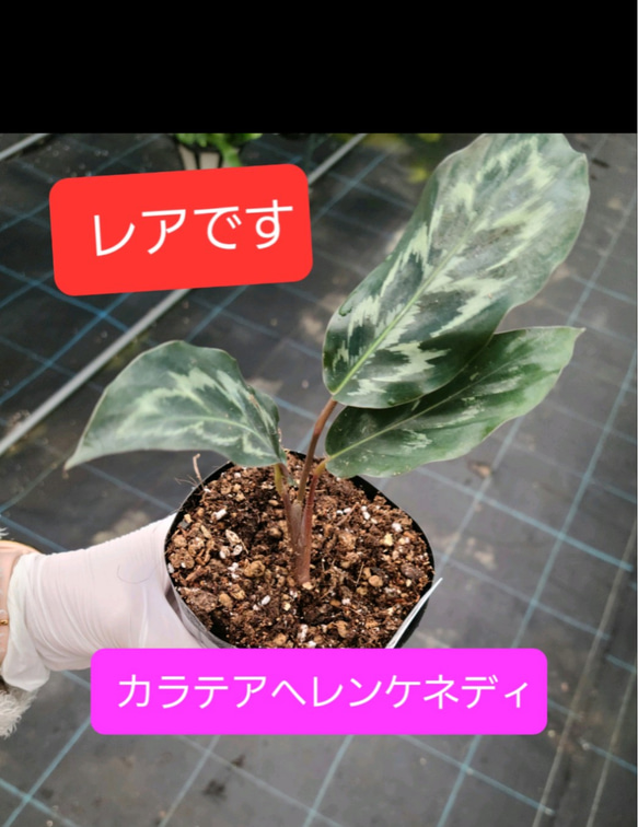 レア！カラテア　ヘレンケネディー　観葉植物 1枚目の画像