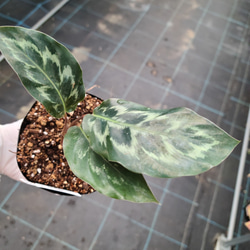 レア！カラテア　ヘレンケネディー　観葉植物 2枚目の画像