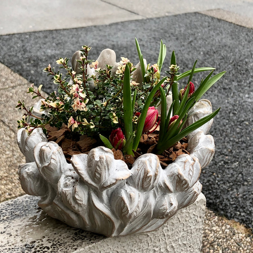 ミニチューリップ テタテとフォックスリータイムの寄せ植え