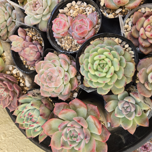 多肉植物 韓国苗 カット苗 10種類10苗セット 名前付き 多肉植物 心