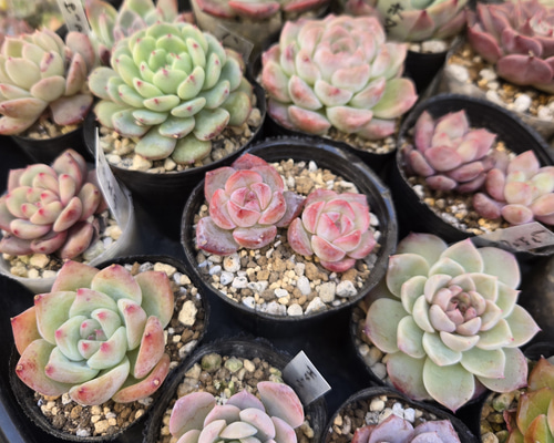 多肉植物 韓国苗 カット苗 10種類10苗セット 名前付き 多肉植物 心