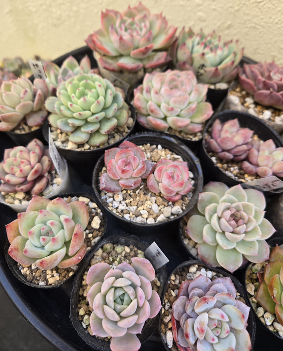 レッドクイーン◎多肉植物 カット苗 韓国苗 エケベリア等 多肉植物