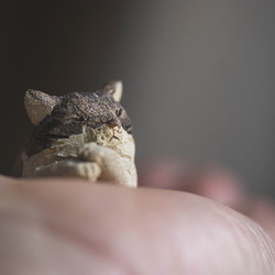 うたた寝猫【猫_799】 10枚目の画像